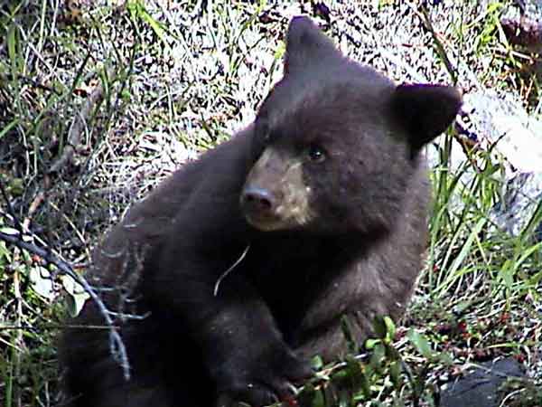Oso Pardo - Canada 7.jpg